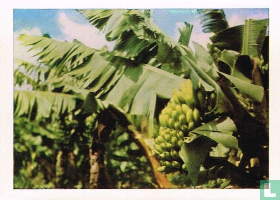 Bananenboom met zijn tros - Afbeelding 1