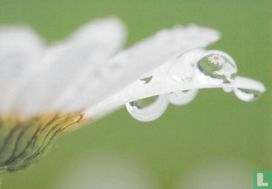 Natuurkunst - Margriet - Image 1