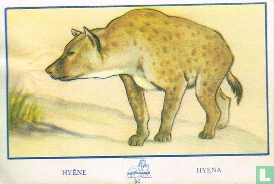 Hyène - Hyena