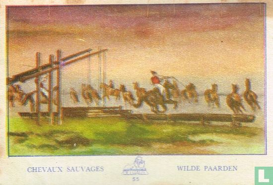 Chevaux sauvages - Wilde paarden