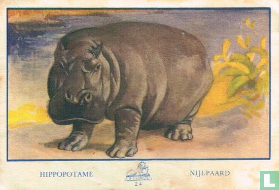 Hippopotame - Nijlpaard