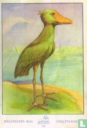 Baleniceps Roi - Steltvogel