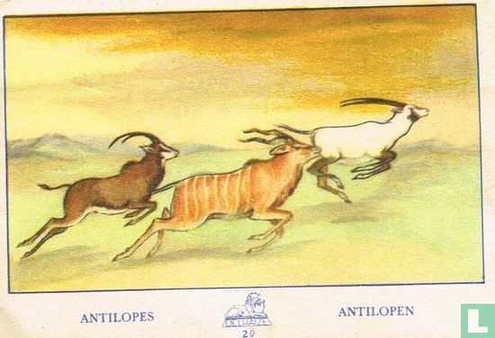 Antilopes - Antilopen
