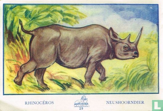Rhinocéros - Neushoorndier