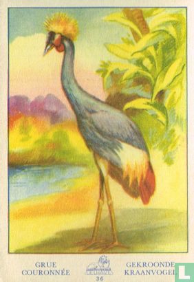 Grue Couronnée - Gekroonde kraanvogel