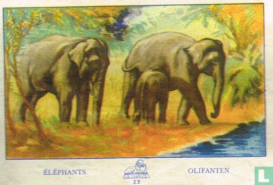 Éléphants - Olifanten