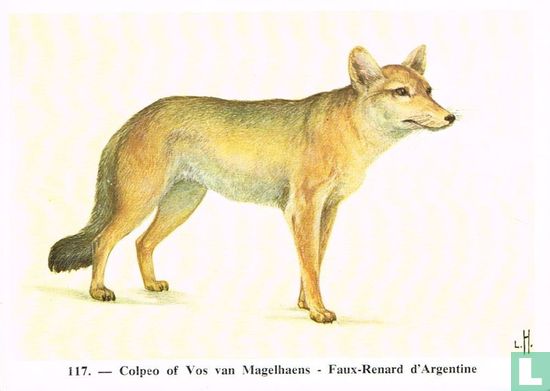 Colpeo of Vos van Magelhaens - Afbeelding 1