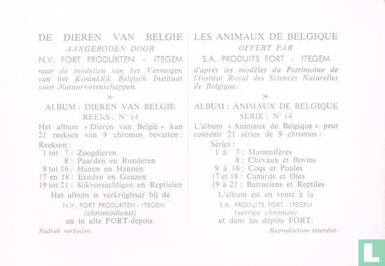 Het Krulhoen - Afbeelding 2