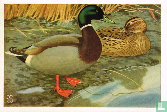Wilde eend - Image 1
