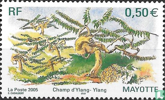 Champ d'Ylang-Ylang