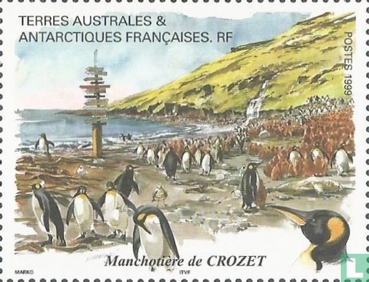 Pinguïnkolonie op Crozet - Afbeelding 1