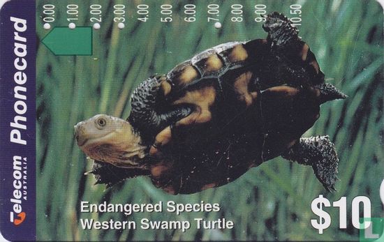 Western Swamp Turtle - Afbeelding 1