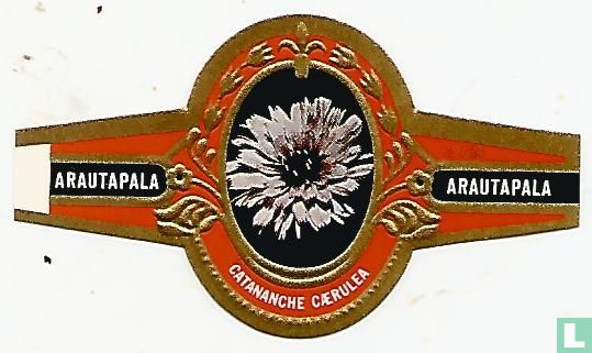 Catananche Caerulea - Image 1