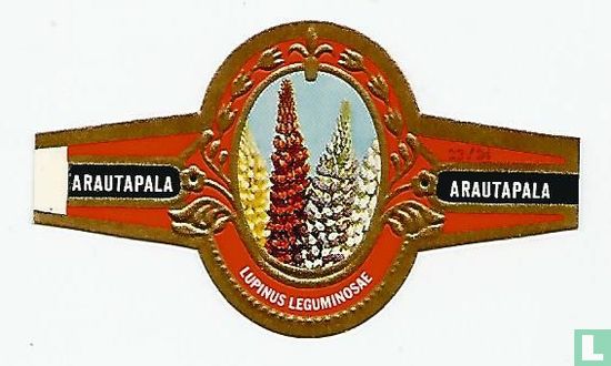 Lupinus Leguminosae - Image 1
