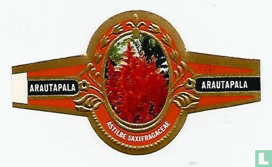 Astilbe Saxifragaceae - Bild 1