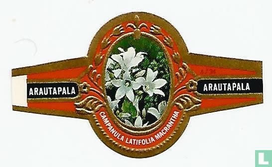 Campanula Latifolia Macrantha - Afbeelding 1