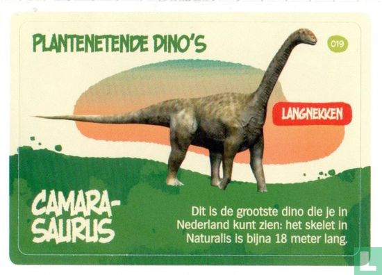 Camarasaurus - Bild 1