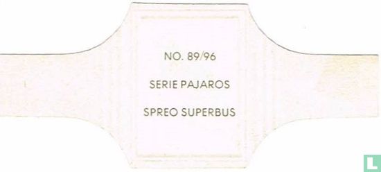 Spreo Superbus - Image 2