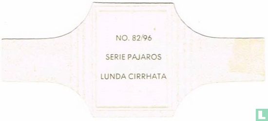 Lunda Cirrhata - Image 2
