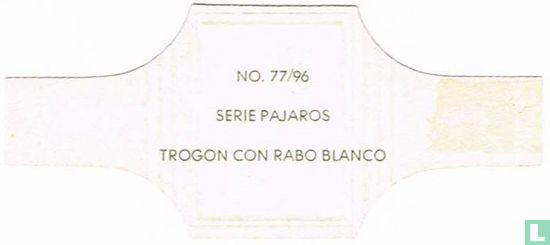 Trogon con rabo blank - Image 2