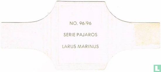 Larus marinus - Image 2