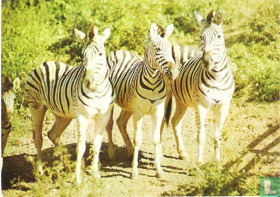 Zebra's (1/181) - Afbeelding 1
