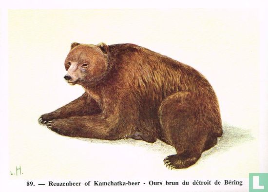 Reuzenbeer of Kamchatka-beer - Afbeelding 1