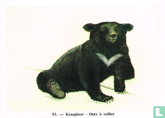 Kraagbeer - Afbeelding 1