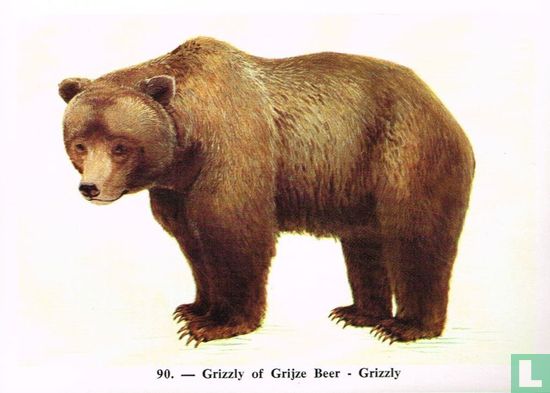 Grizzly of Grijze Beer - Afbeelding 1