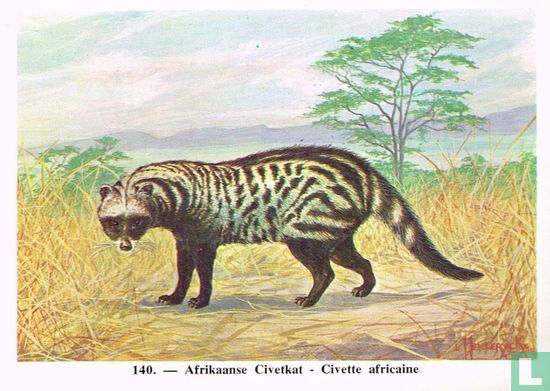 Afrikaanse Civetkat - Afbeelding 1