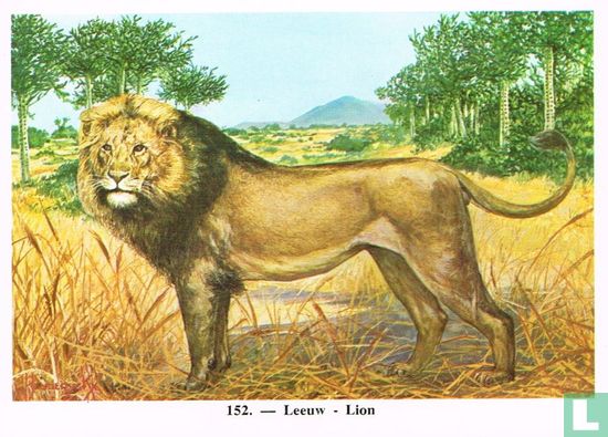 Leeuw - Afbeelding 1