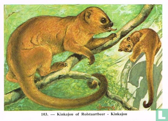 Kinkajou of Rolstaartbeer - Afbeelding 1
