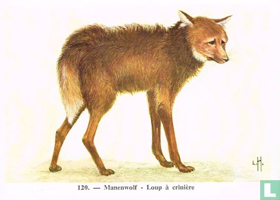 Manenwolf - Afbeelding 1