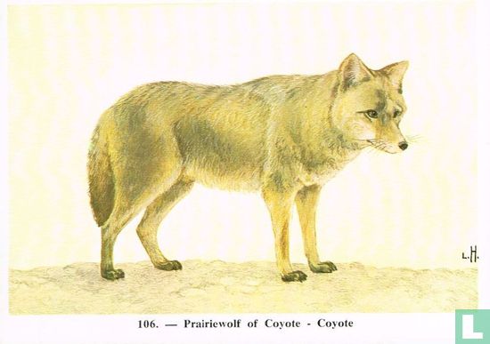 Prairiewolf of Coyote - Afbeelding 1