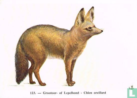 Grootoor- of Lepelhond - Image 1