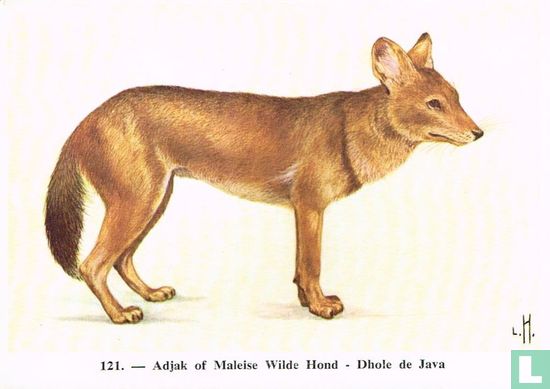 Adjak of Maleise Wilde Hond - Afbeelding 1