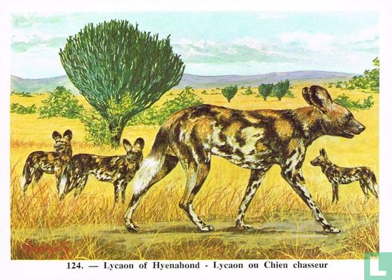 Lycaon of Hyenahond - Afbeelding 1