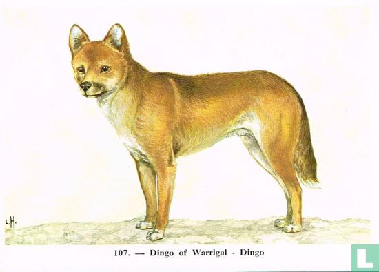 Dingo of Warrigal - Afbeelding 1