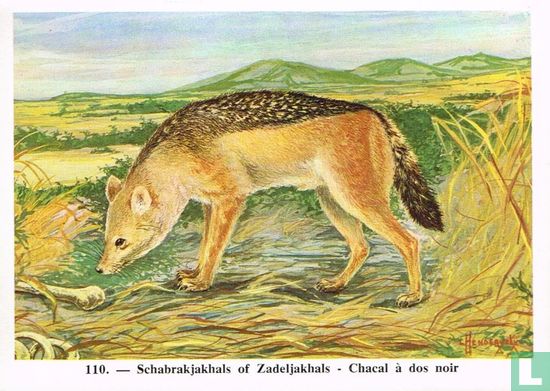 Schabrakjakhals of Zadeljakhals - Afbeelding 1