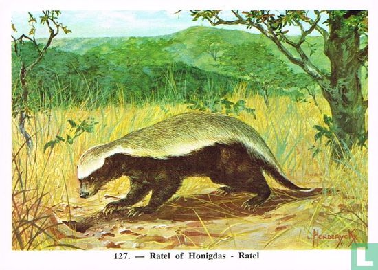 Ratel of Honigdas - Afbeelding 1
