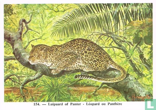 Luipaard of Panter - Image 1