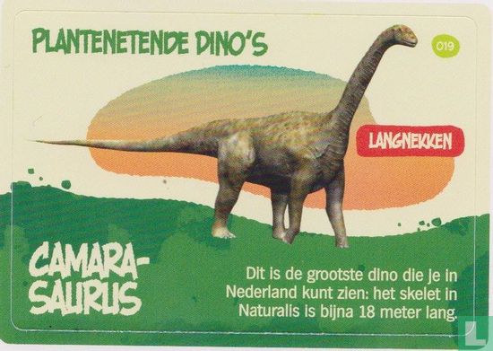 Camarasaurus  - Bild 1