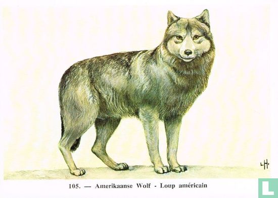 Amerikaanse Wolf - Afbeelding 1