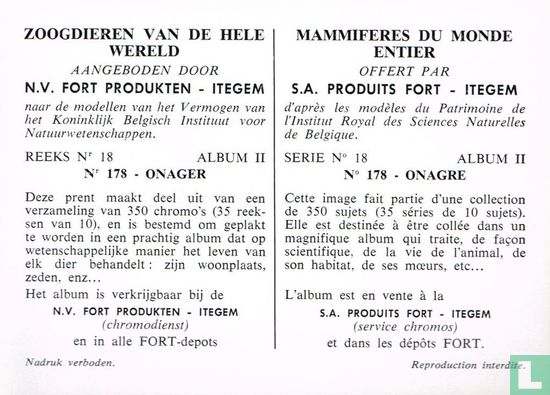 Onager - Onagre - Bild 2