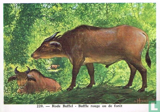 Rode Buffel - Image 1