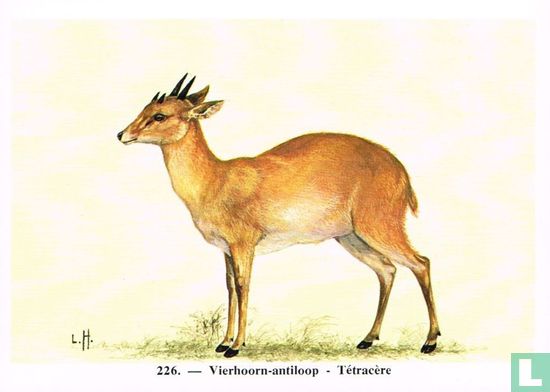 Vierhoorn-antiloop - Image 1