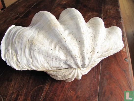 Giant clam gigas