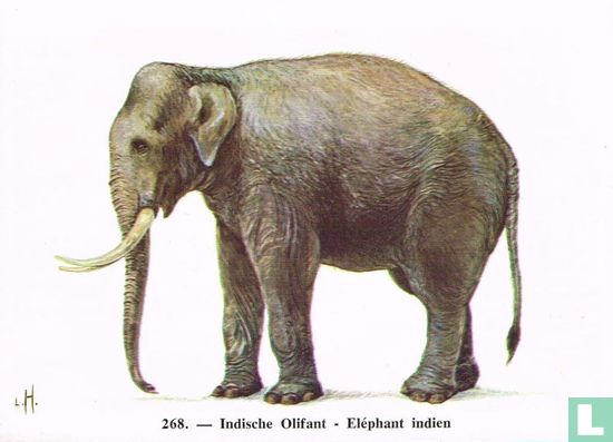 Indische Olifant - Afbeelding 1
