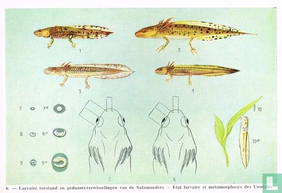 Larvaire toestand en gedaanteverwisselingen van de Salamanders - Image 1