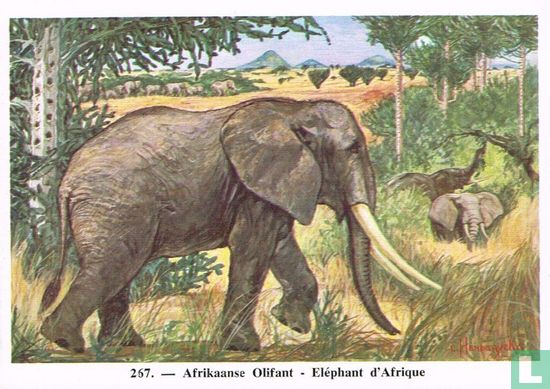 Afrikaanse Olifant - Afbeelding 1